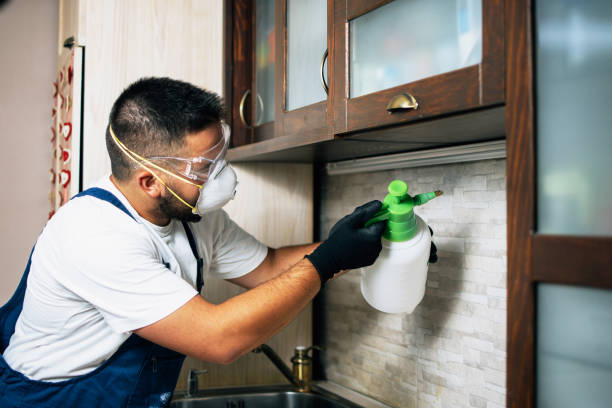 Best Local Pest Control Services  in Runaway Bay, TX