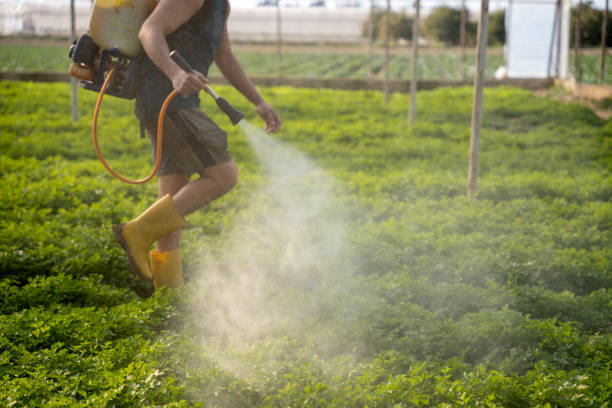 Best Best Pest Control Companies  in Runaway Bay, TX