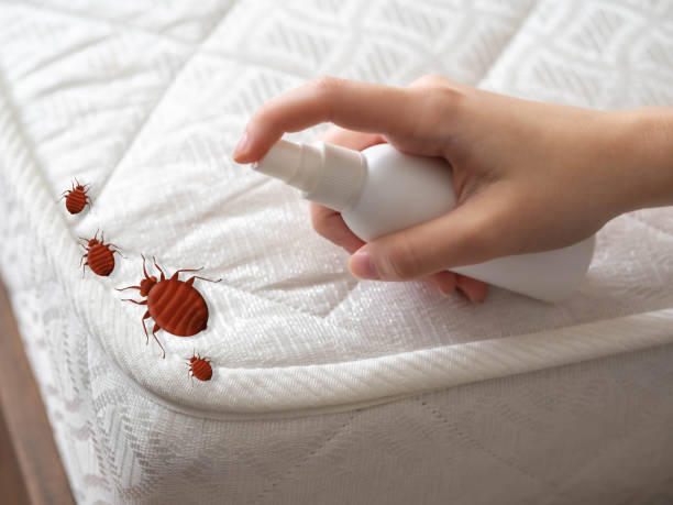 Best Bed Bug Extermination  in Runaway Bay, TX