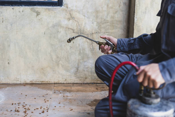 Best Affordable Pest Control Services  in Runaway Bay, TX